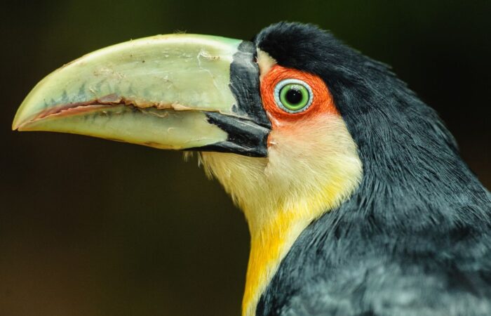 Amazonas