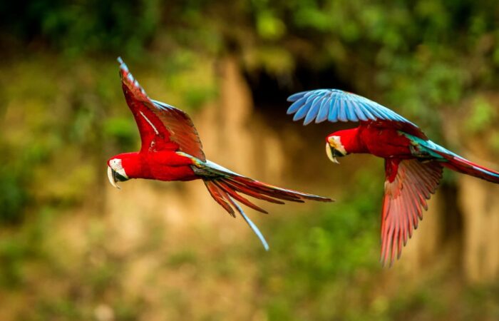 Amazonas