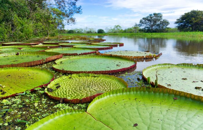 Amazonas