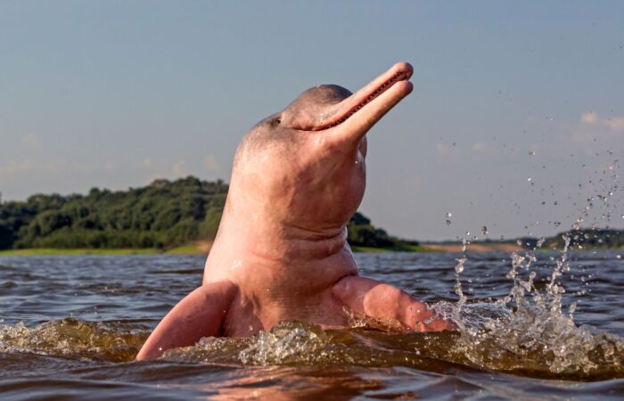 Amazonas
