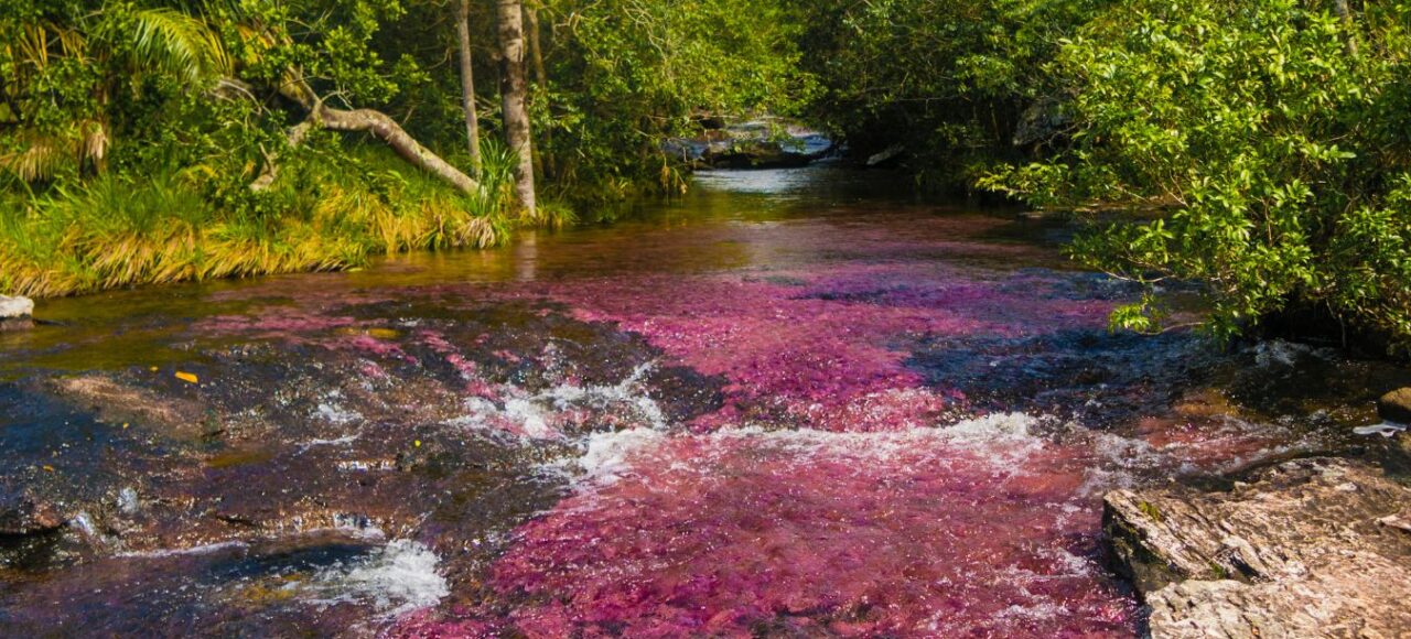 Caño Cristales