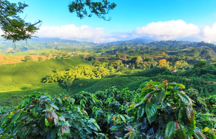 Eje Cafetero